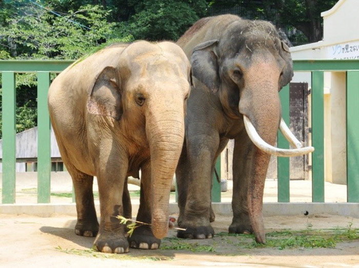 神戸市立王子動物園で「トワイライトZOO」開催　神戸市　 [画像]