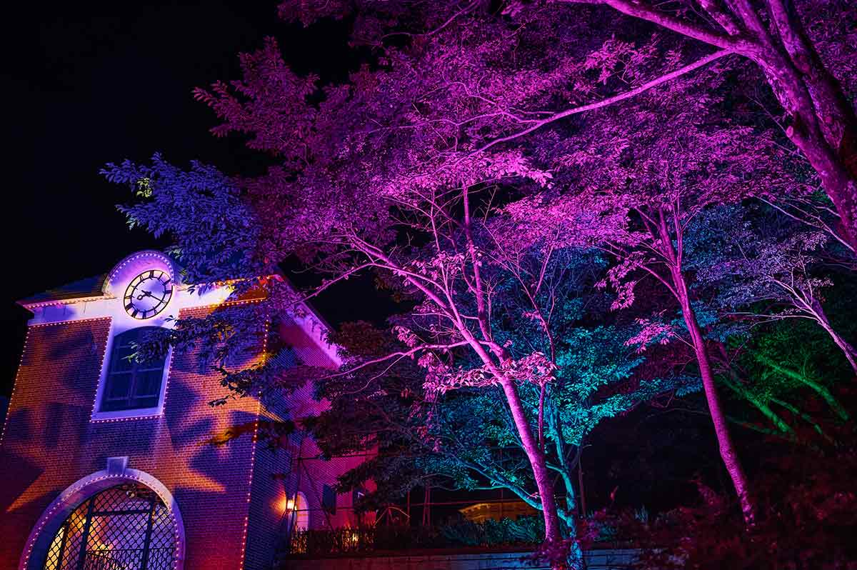 神戸布引ハーブ園で「光の森～Forest of Illuminations～森の大聖堂」開催中 　神戸市 [画像]