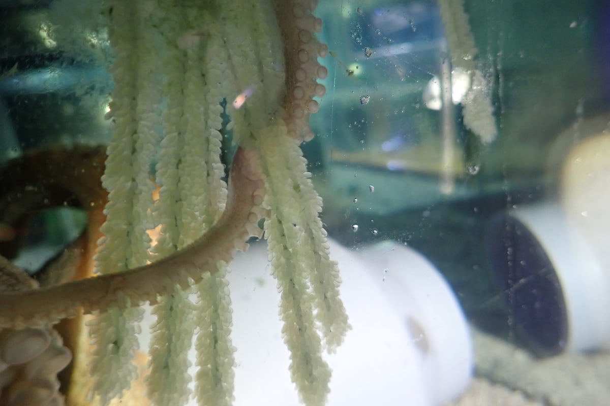 姫路市立水族館で展示中の巨大マダコが水槽内で産卵 [画像]