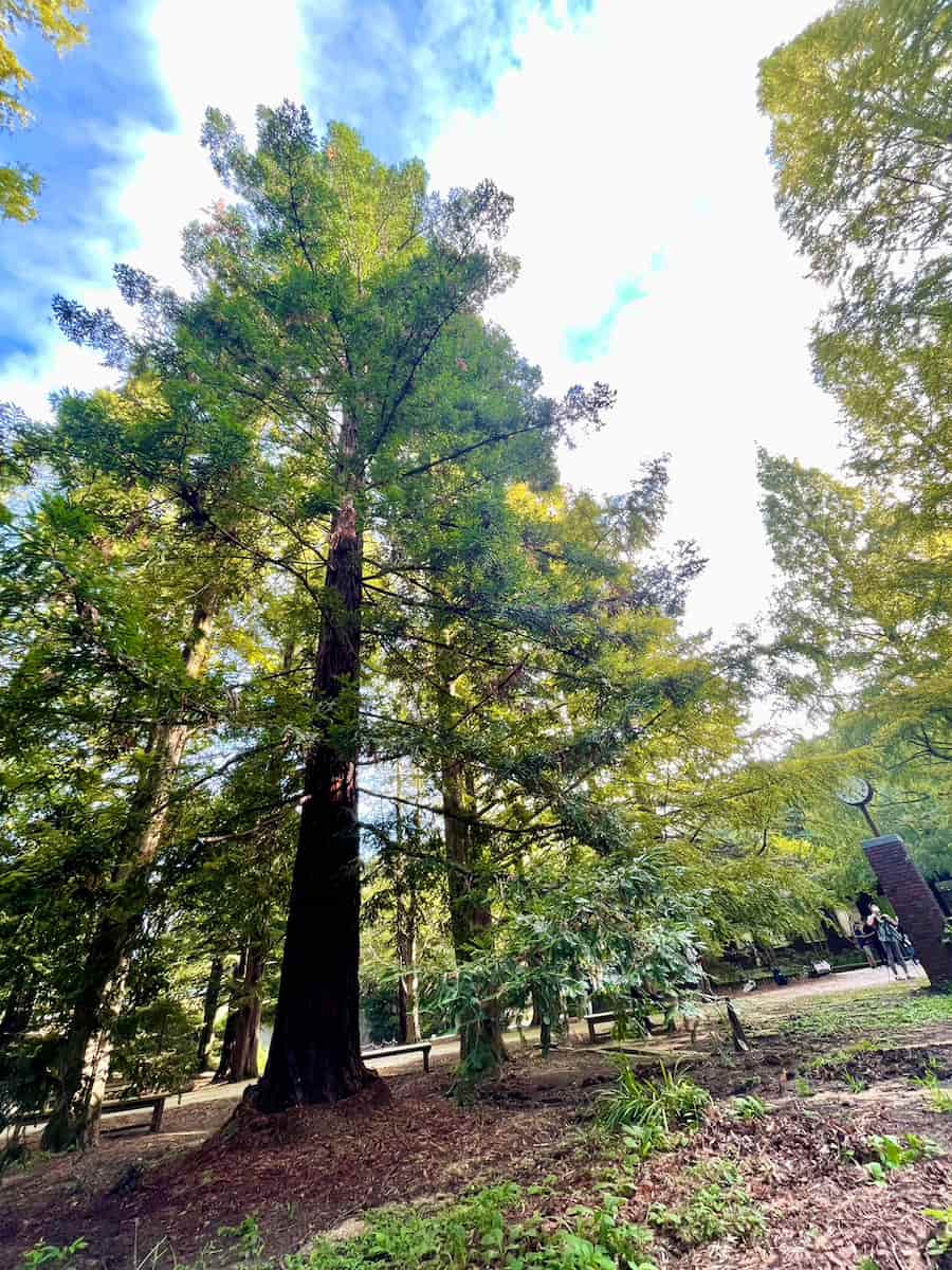神戸市立森林植物園で開催された「早朝ヨガ」でリフレッシュしてきました [画像]