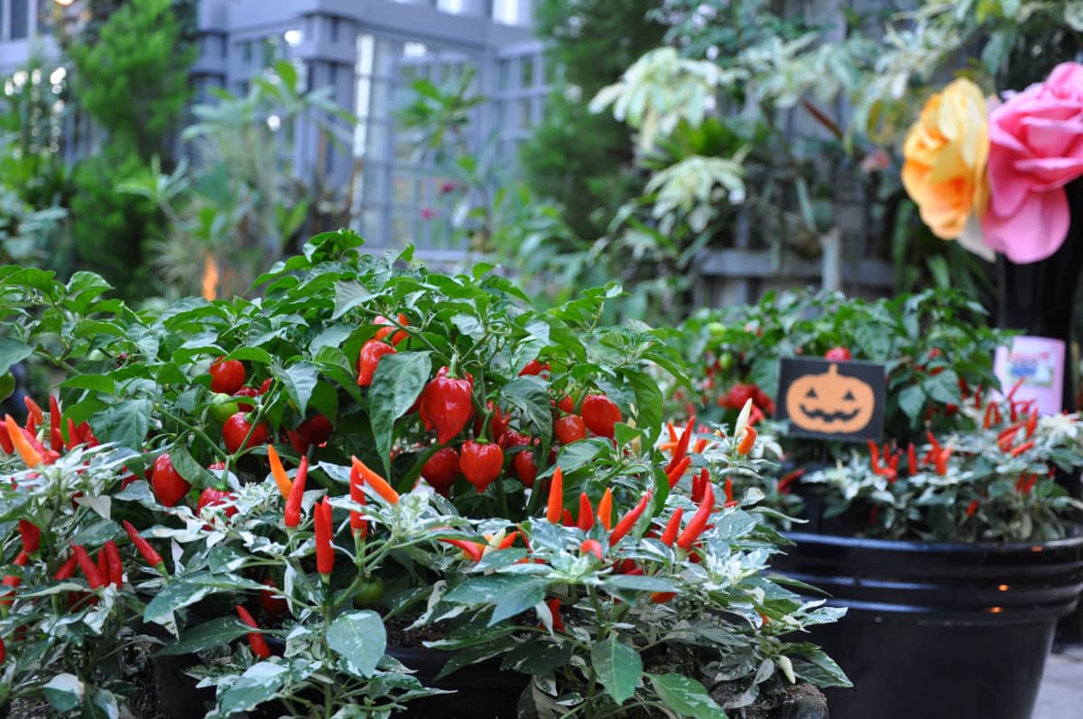 「かぼちゃ」マークは食べられる植物の展示であるサイン