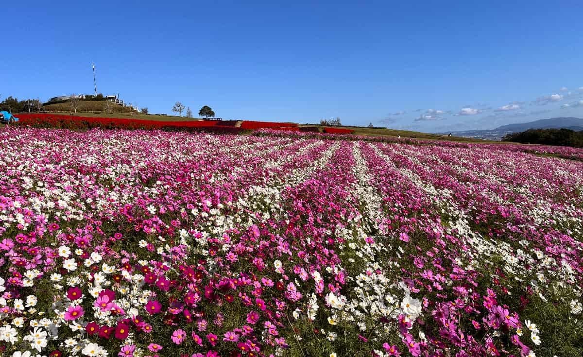 絶景！海を背景に咲き誇る50万本のコスモスたち 県立公園あわじ花