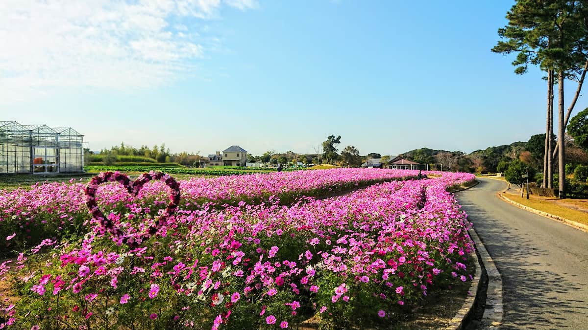 10万本の鮮やかな花が咲き誇るコスモス畑