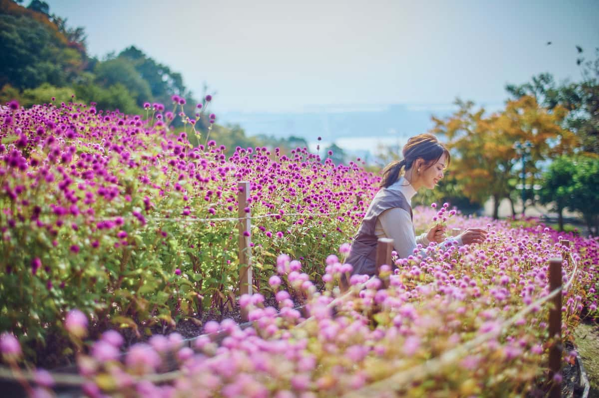 神戸布引ハーブ園／ロープウェイ「GARDEN FEST 2023 -Autumn- のんびり、ぶらり、秋散歩」神戸市 [画像]