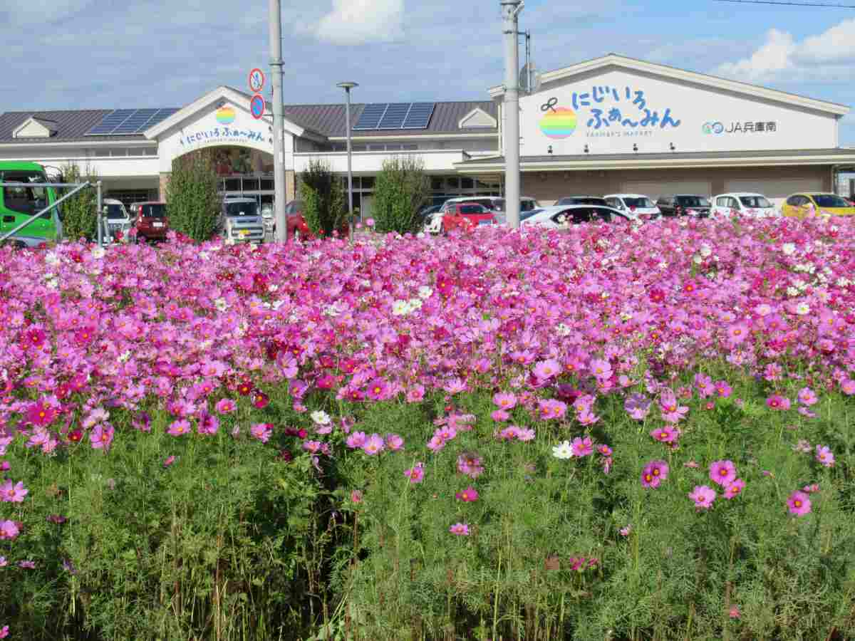稲美町で町の花「コスモス」が10月中旬より見ごろに　加古郡 [画像]