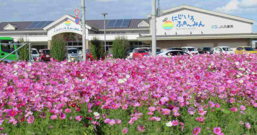 稲美町で町の花「コスモス」が10月中旬より見ごろに　加古郡