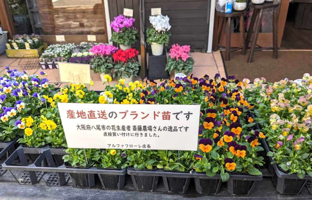 阪急武庫之荘駅近くの『アルファフローレ 』で季節の花々に出会ってきました　尼崎市 [画像]