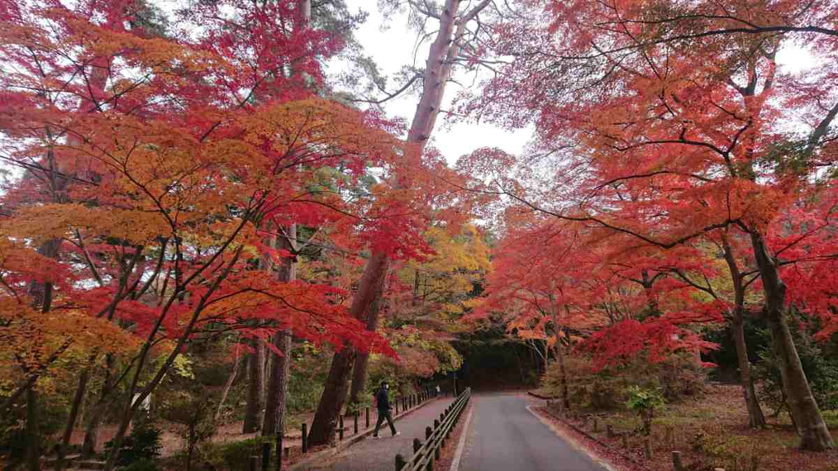 再度公園周辺で「第2回六甲山みどころツアー」開催　神戸市 [画像]