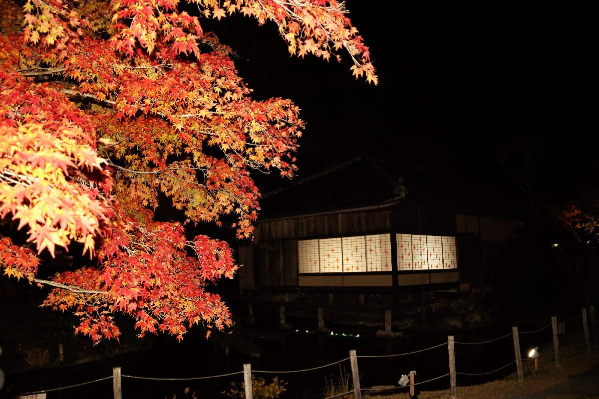 ライトに照らし出される真っ赤な紅葉と聚遠亭の浮堂