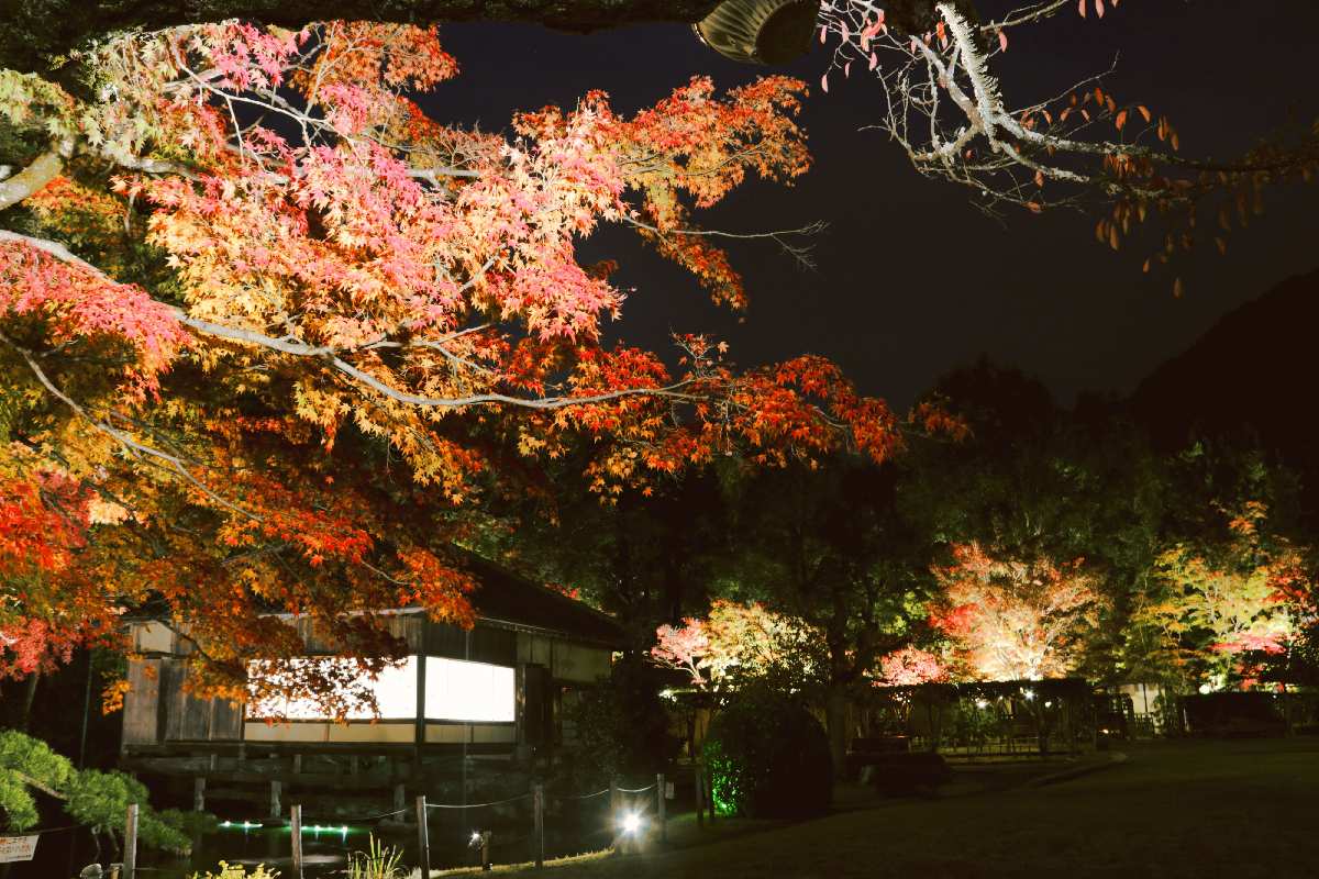 闇夜に映える色鮮やかな紅葉はまさに幻想的