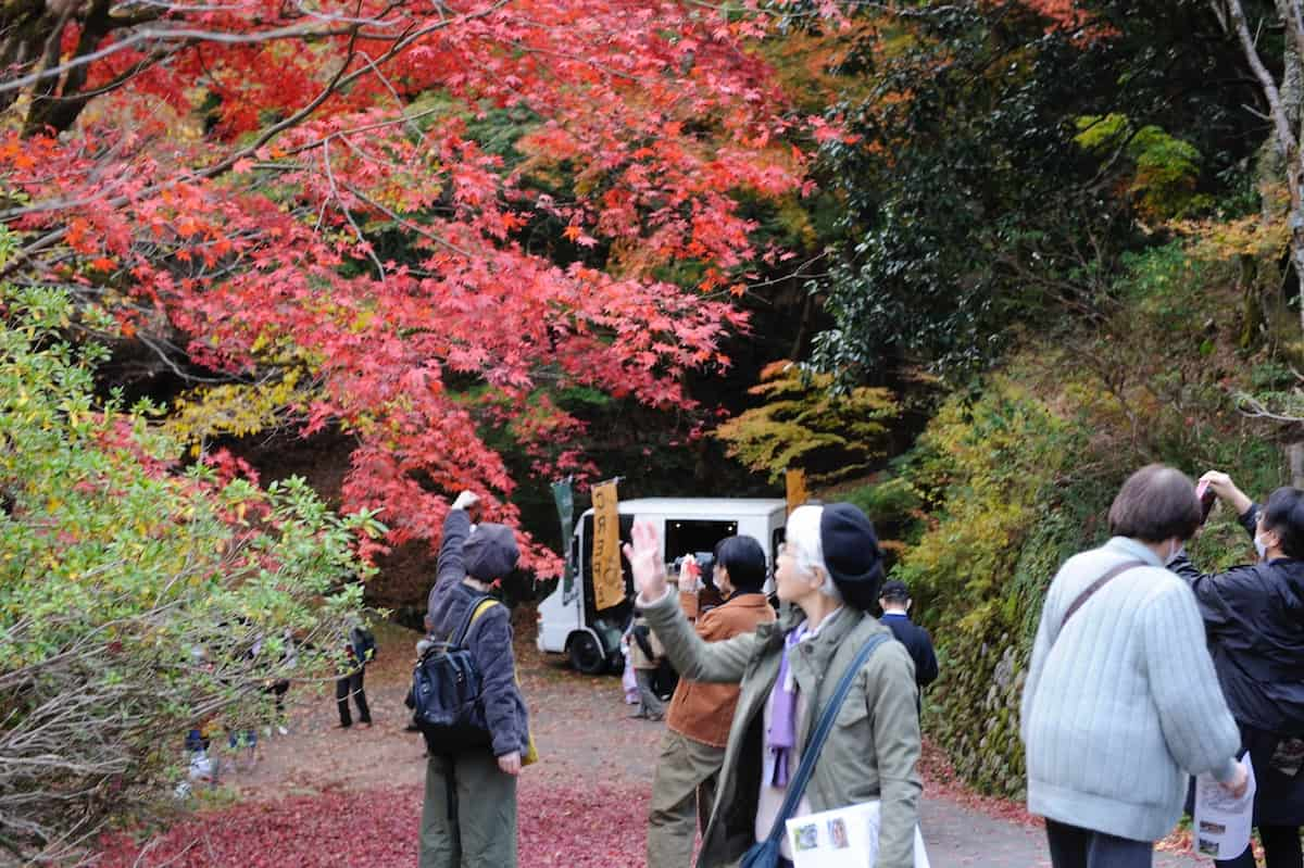 養父神社で「やぶもみじまつり」開催 [画像]