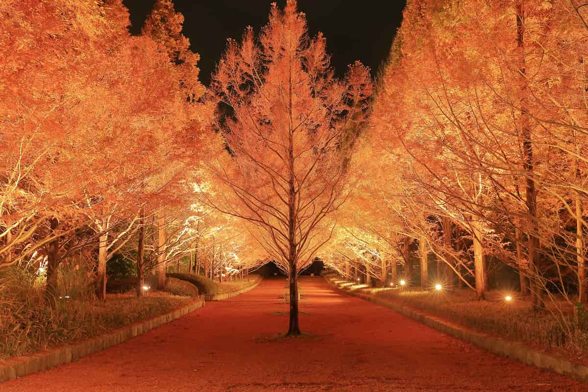 神戸市立森林植物園の「森林もみじ散策」で秋の彩りを感じてきました [画像]