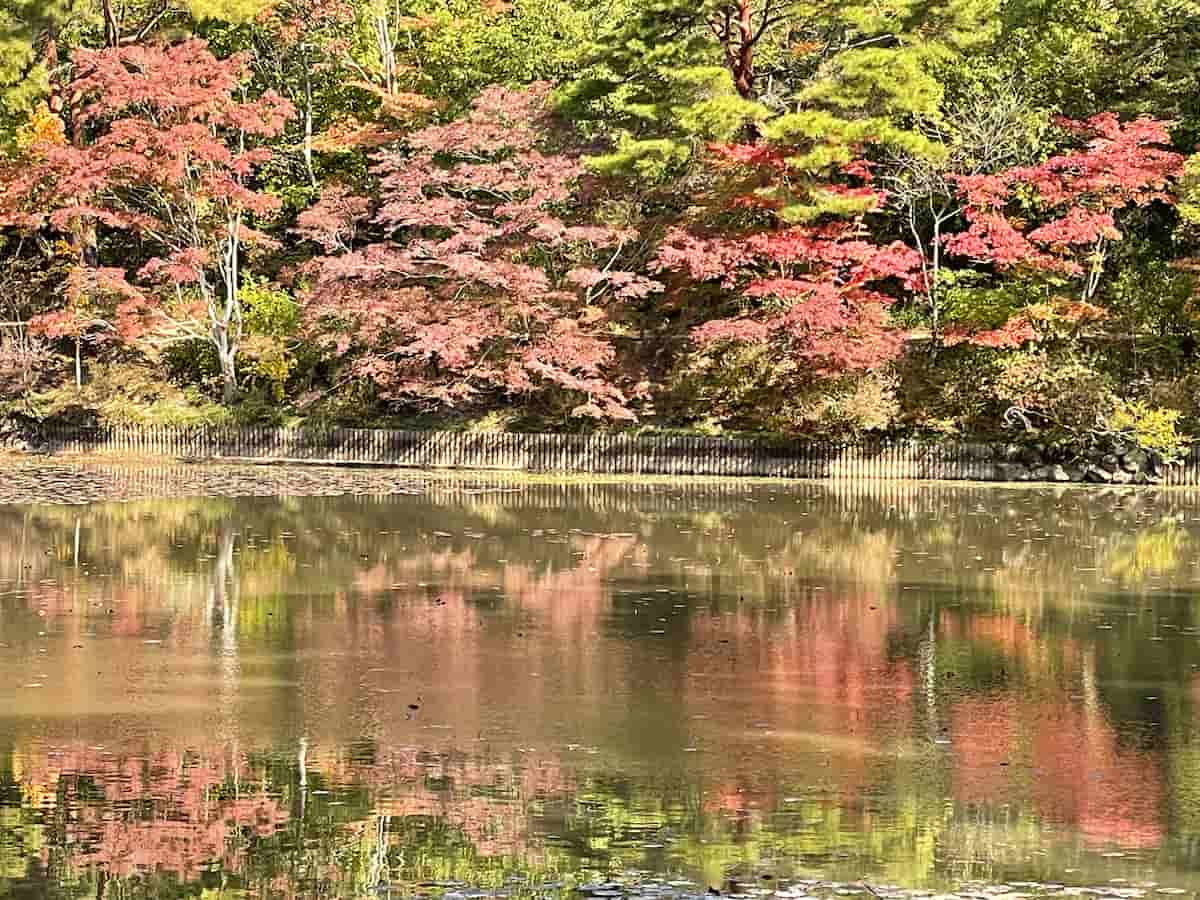 神戸市立森林植物園の「森林もみじ散策」で秋の彩りを感じてきました [画像]