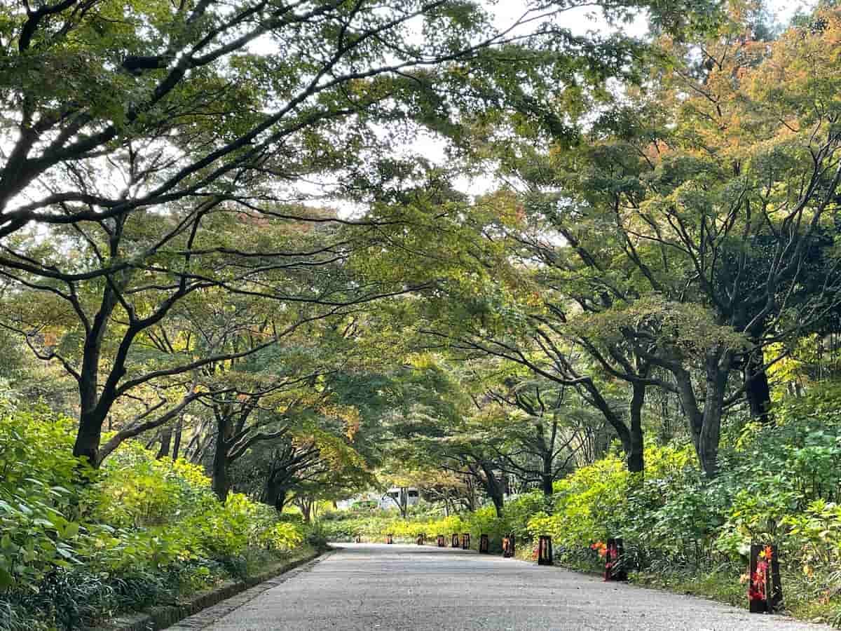 神戸市立森林植物園の「森林もみじ散策」で秋の彩りを感じてきました [画像]