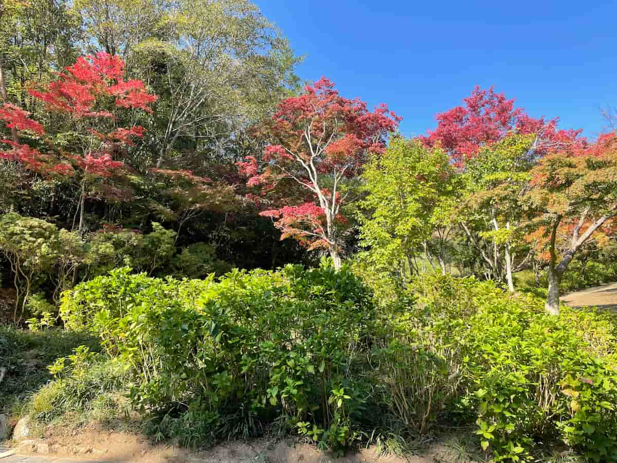 神戸市立森林植物園の「森林もみじ散策」で秋の彩りを感じてきました [画像]