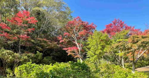 神戸市立森林植物園の「森林もみじ散策」で秋の彩りを感じてきました