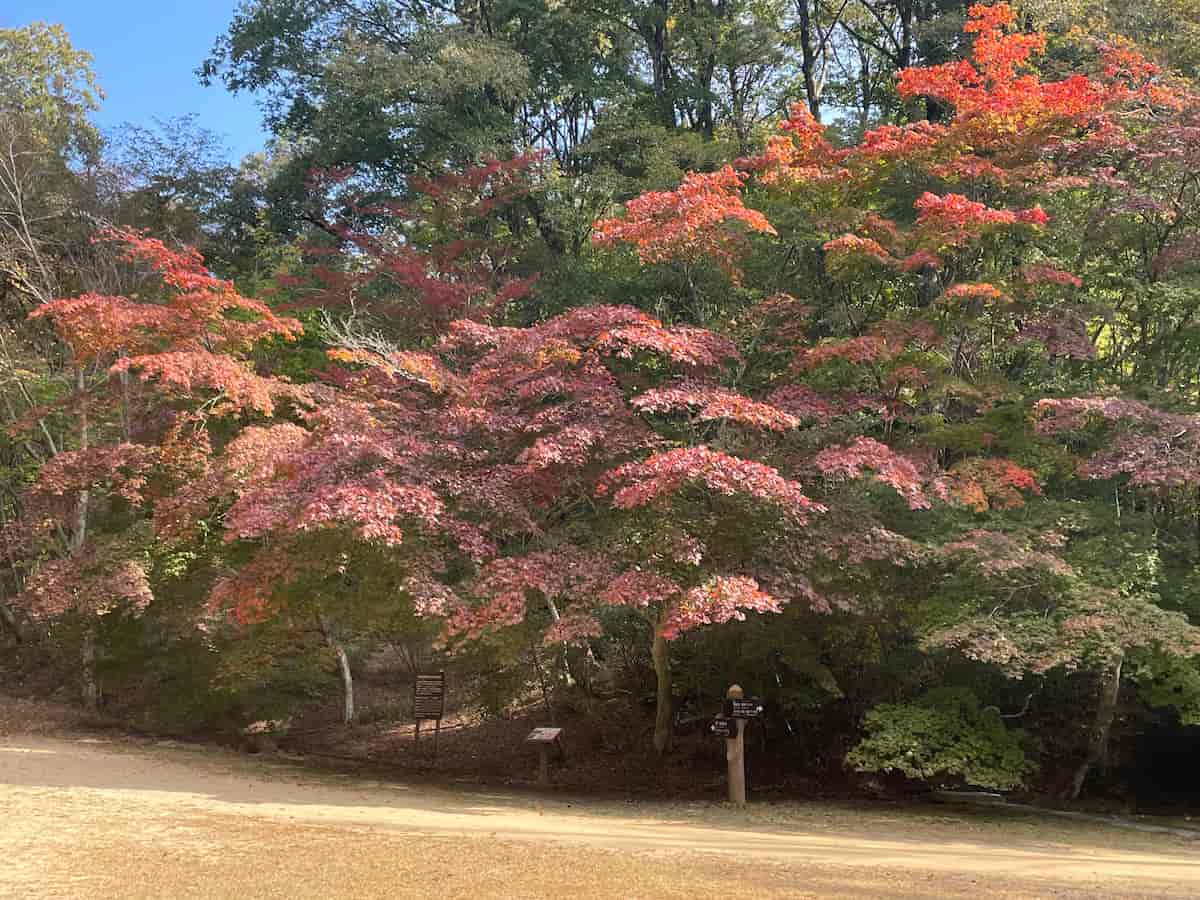 神戸市立森林植物園の「森林もみじ散策」で秋の彩りを感じてきました [画像]