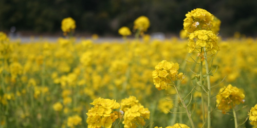 『みつ菜の花まつり』　たつの市