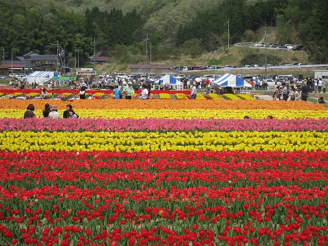 『2015たんとうチューリップまつり』　豊岡市 [画像]