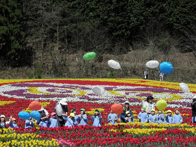 『2015たんとうチューリップまつり』　豊岡市 [画像]