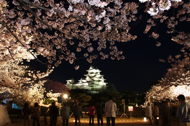 写真は姫路城改修前の夜桜の様子