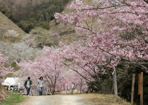 「かんざき桜の山・桜華（おうか）園」オープン　神河町