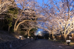 須磨の桜は「敦盛桜」　ライトアップや名所を巡るバスの無料運行など　神戸市須磨区 [画像]