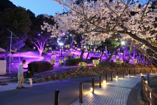 須磨の桜は「敦盛桜」　ライトアップや名所を巡るバスの無料運行など　神戸市須磨区