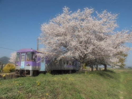 『第3回 北条鉄道沿線さくらまつり』　加西市