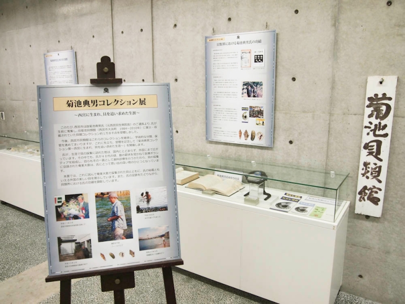 『菊池典男コレクション展　～西宮に生まれ、貝を追い求めた生涯～』　西宮市 [画像]