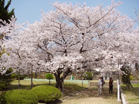 越水浄水場で桜の通り抜け実施　西宮市 [画像]