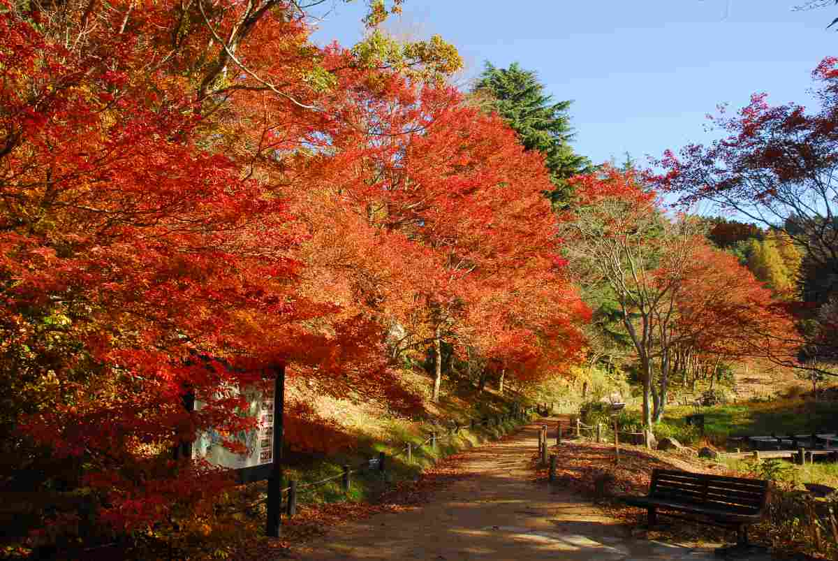 『六甲高山植物園』で一足早く紅葉が見ごろに　神戸市 [画像]