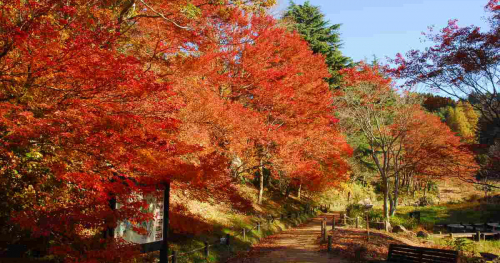 『六甲高山植物園』で一足早く紅葉が見ごろに　神戸市