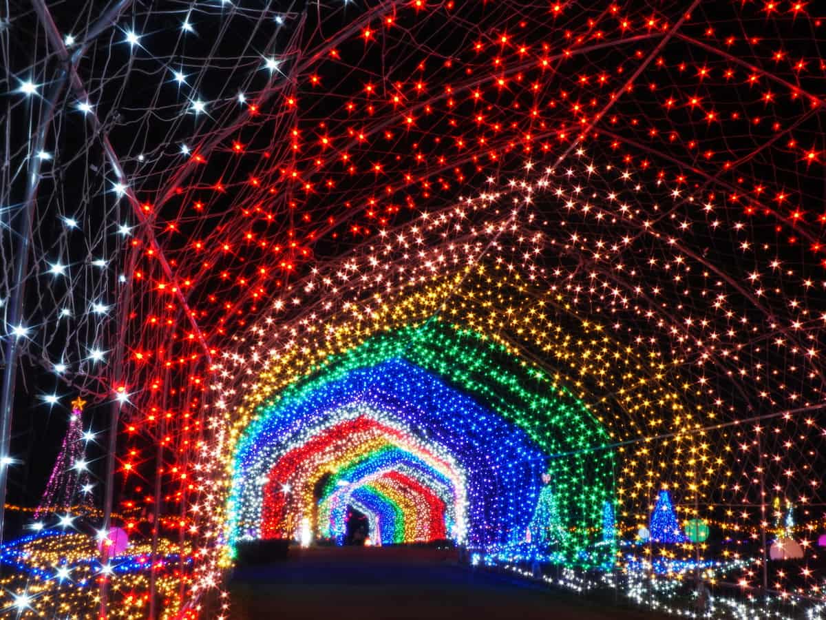 兵庫県立フラワーセンターで「花と光のクリスマス」開催　加西市 [画像]