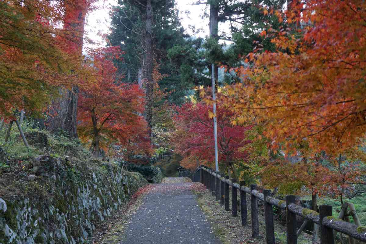 丹波篠山で「もみじ三山めぐり」開催 [画像]