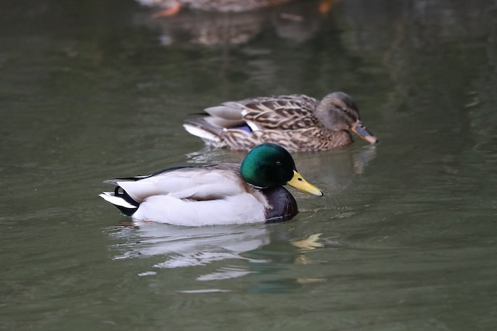 「姫路城の野鳥調査にチャレンジ！」参加者募集　姫路市 [画像]