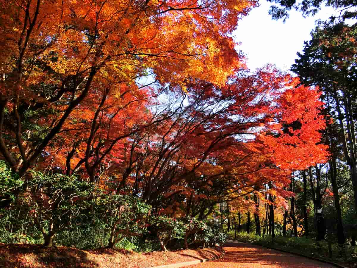 『神戸市立須磨離宮公園』が紅葉の見ごろに合わせてイベントを開催 [画像]