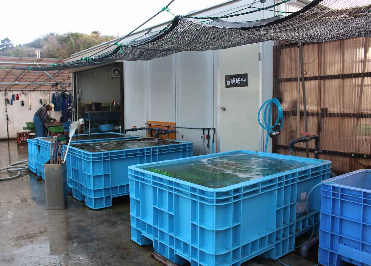 店裏の作業場では牡蠣の養殖や、水揚げしたばかりの牡蠣の処理を行っていて、常に新鮮な牡蠣を提供できる