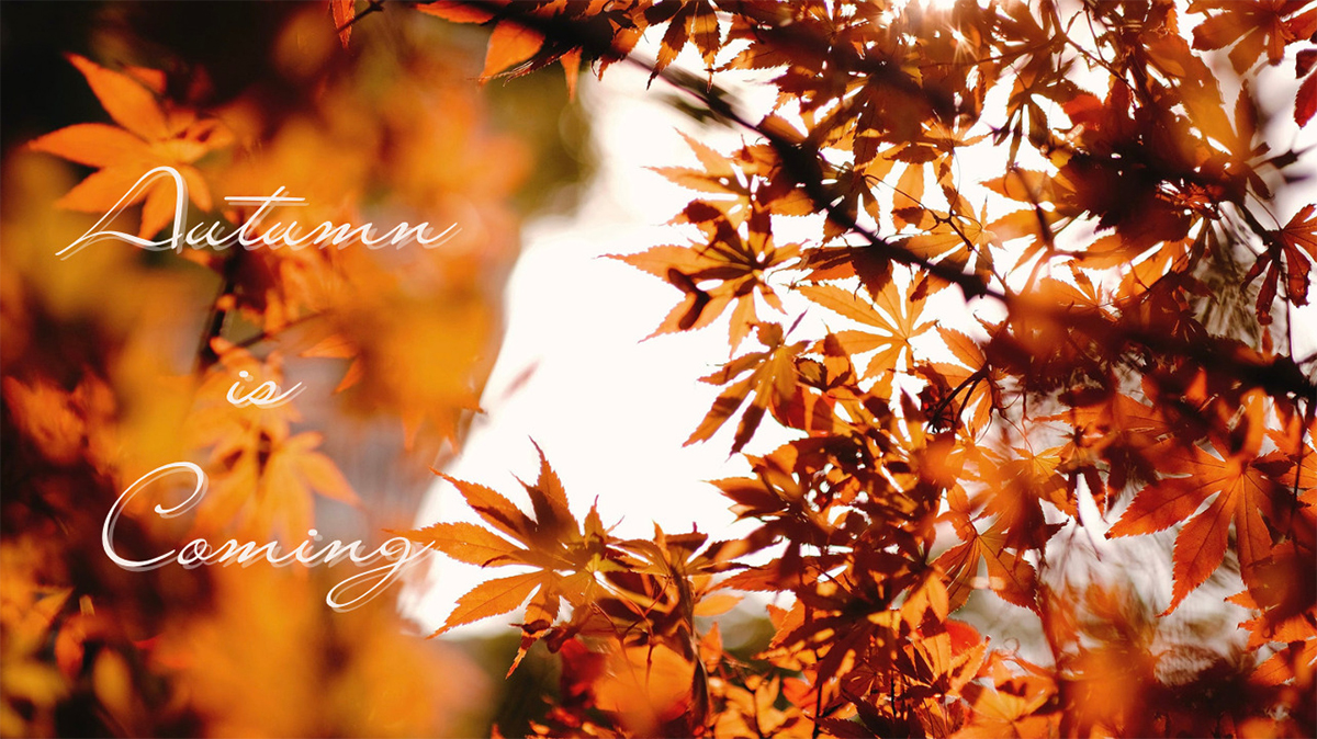 御影のザ・ガーデン・プレイス蘇州園で3日間限定「紅葉を眺めながらのアフタヌーンティー」開催　神戸市 [画像]