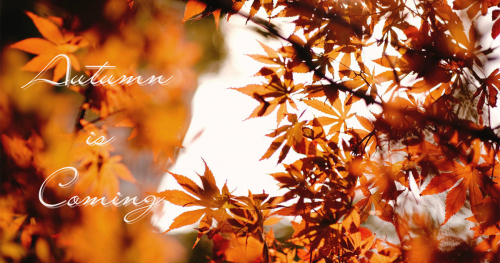 御影のザ・ガーデン・プレイス蘇州園で3日間限定「紅葉を眺めながらのアフタヌーンティー」開催　神戸市