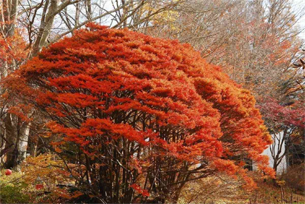 六甲高山植物園で「ドウダンツツジ」の紅葉が見ごろに　神戸市 [画像]