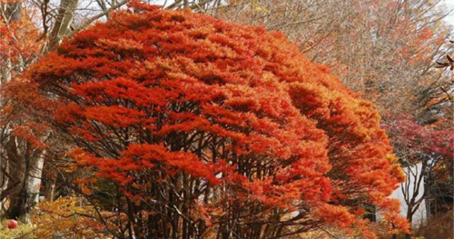 六甲高山植物園で「ドウダンツツジ」の紅葉が見ごろに　神戸市