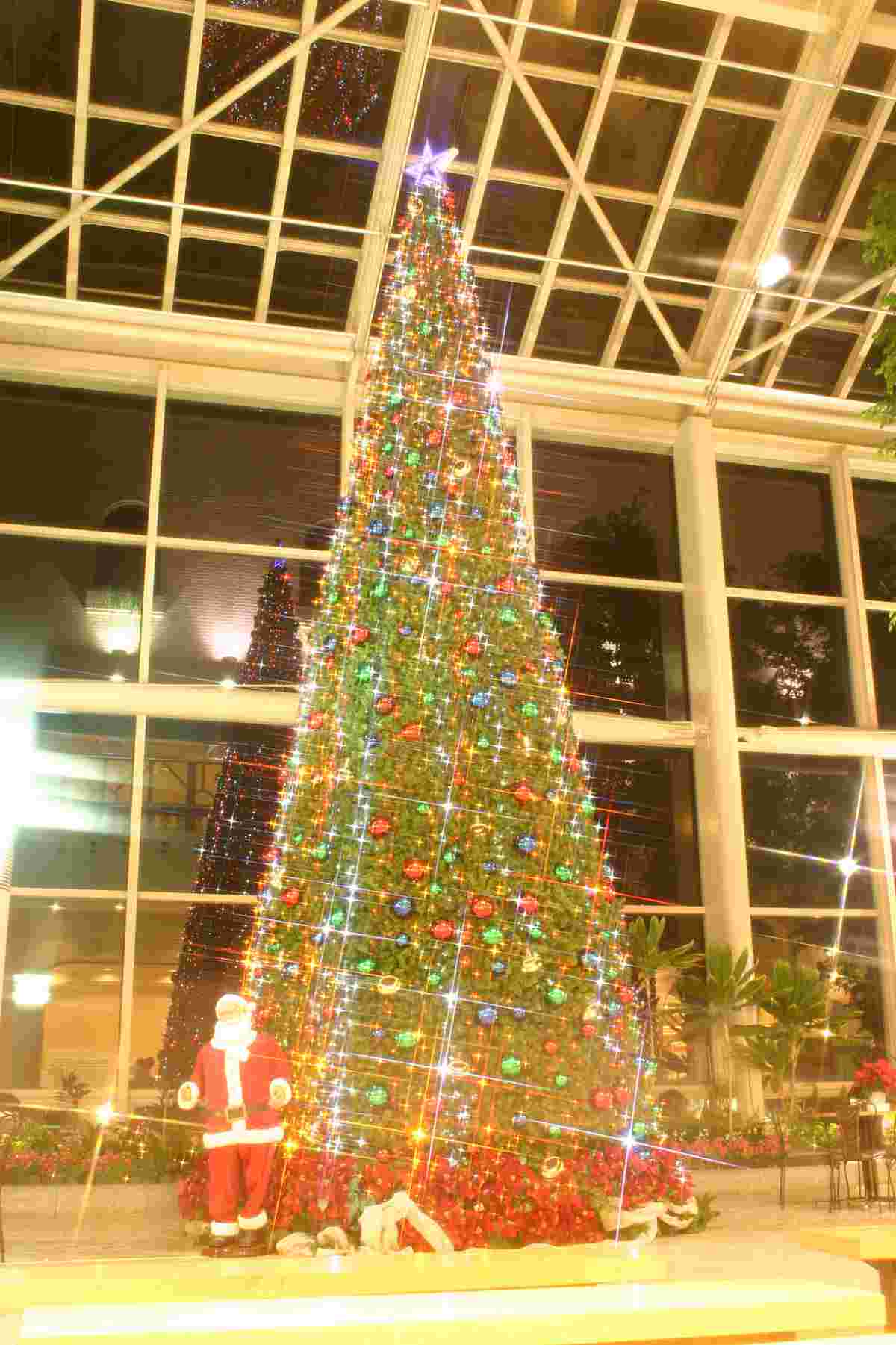 『淡路ハイウェイオアシス』に島内最大級のクリスマスツリーが登場　淡路市 [画像]