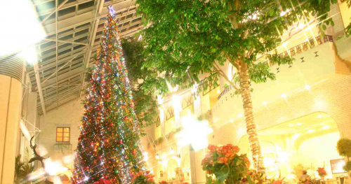 『淡路ハイウェイオアシス』に島内最大級のクリスマスツリーが登場　淡路市