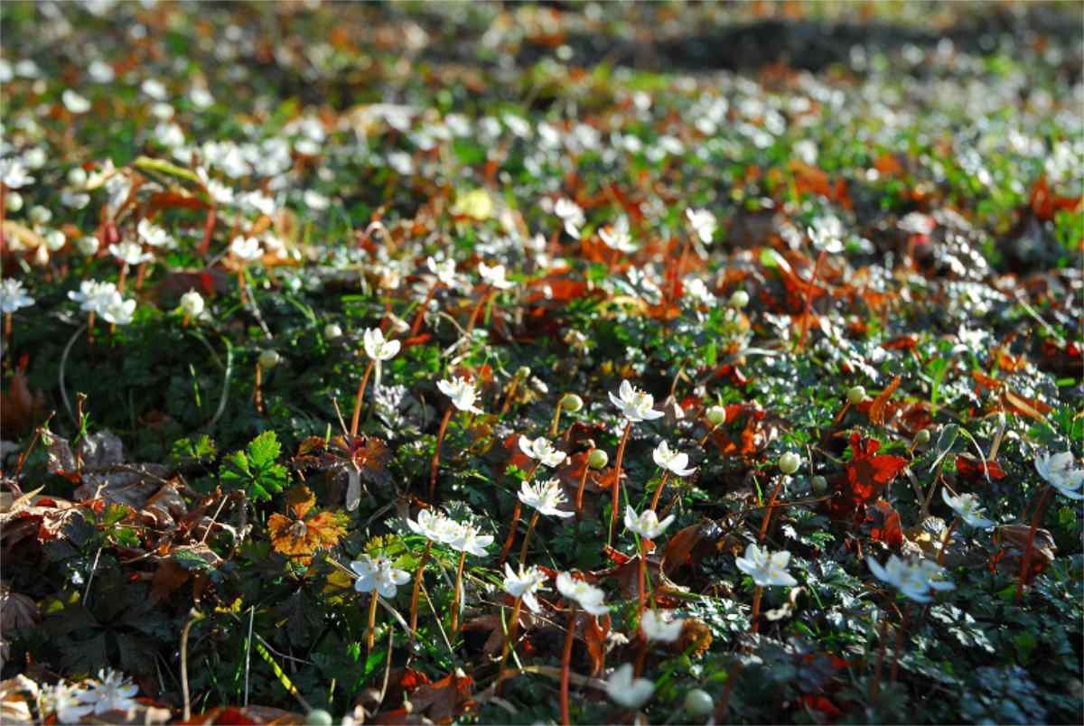  六甲高山植物園が期間限定で「冬季特別開園」を実施　神戸市 [画像]