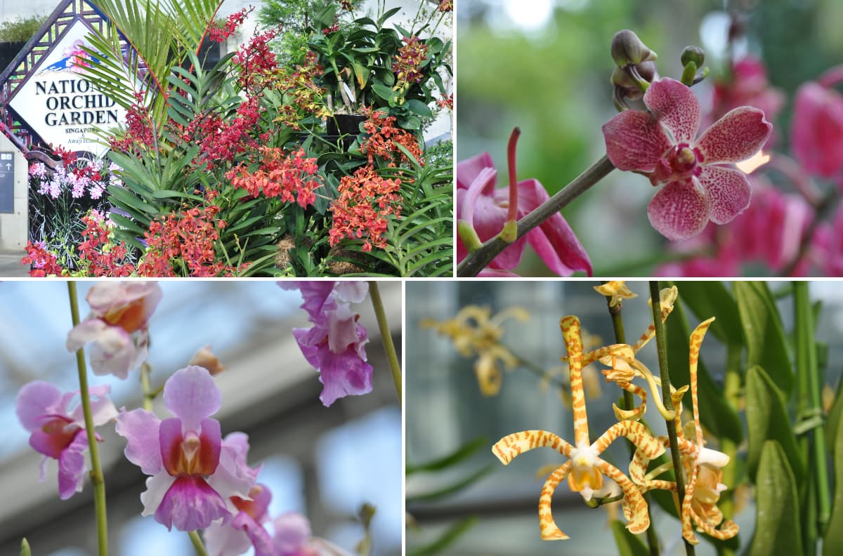 シンガポール植物園蘭園の珍しい花たちを展示