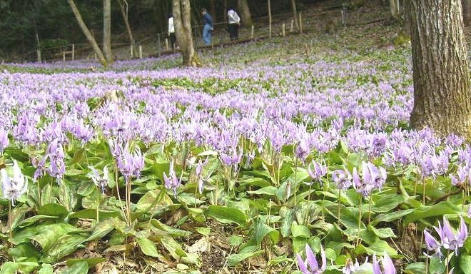 晴れた日だけ見られる「かたくりの花」