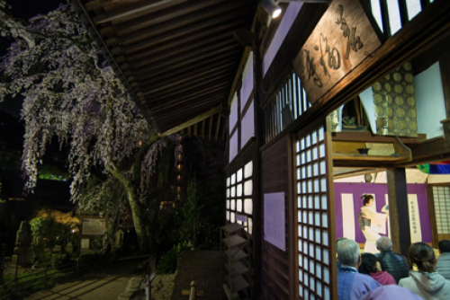 『有馬温泉　夜桜茶会』　神戸市北区