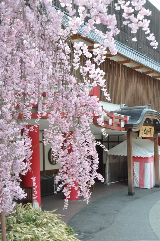 桜ライトアップ『太閤花灯路』スタート　神戸市北区 [画像]
