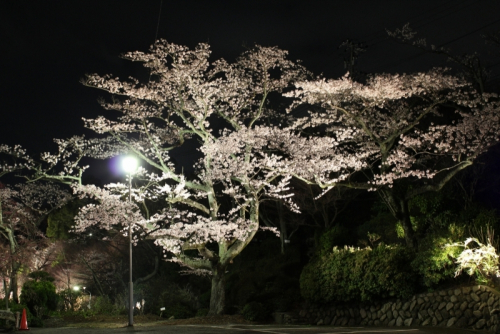 桜ライトアップ『太閤花灯路』スタート　神戸市北区